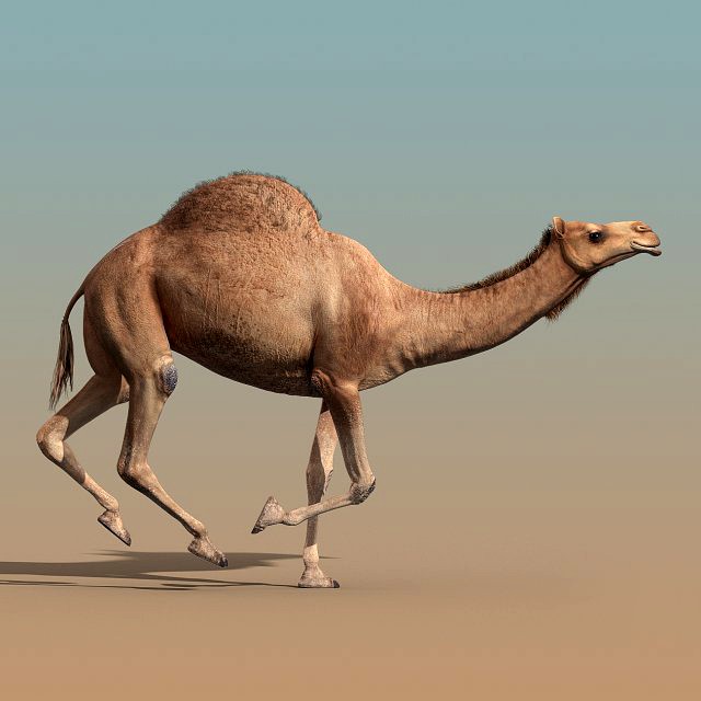 camel animated