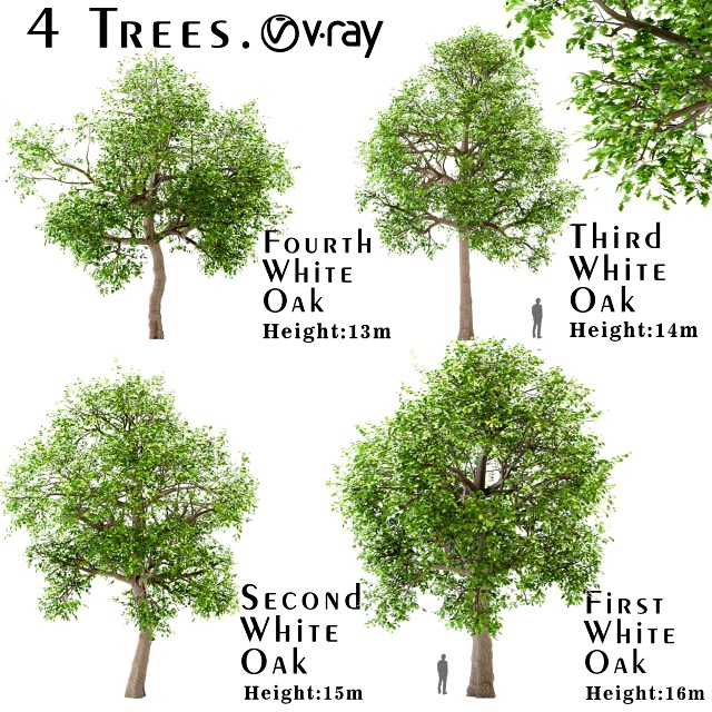 set of white oak trees quercus alba 4 trees