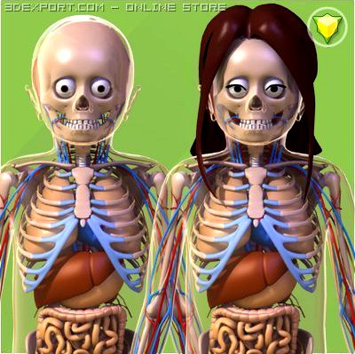 Human Child Anatomy Collection 5 Years Old 3D Model