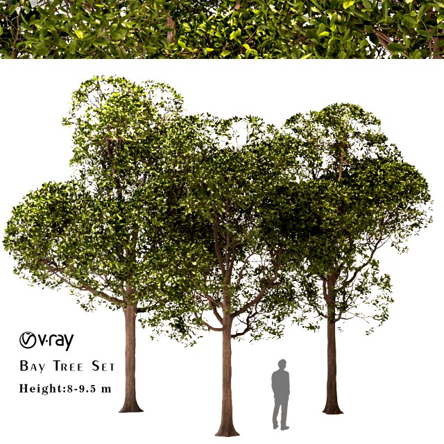 set of round shaped bay trees laurus nobilis