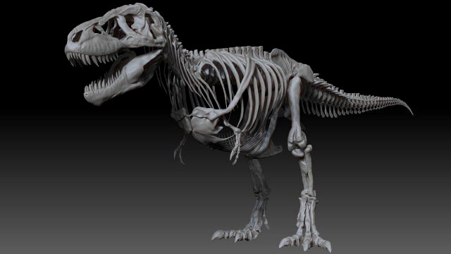 adult tyrannosaurus rex complete skeletons - trex adult sue