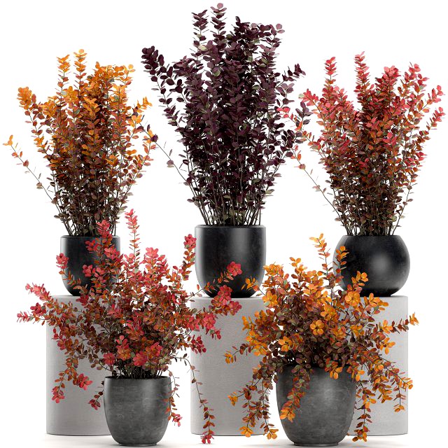 barberry thunberg in a black pot for the interior 698
