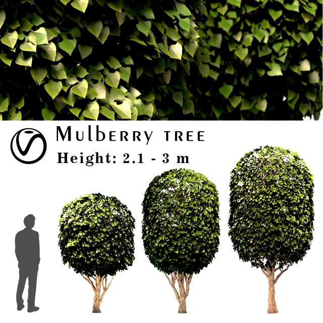 mulberry tree set morus tree
