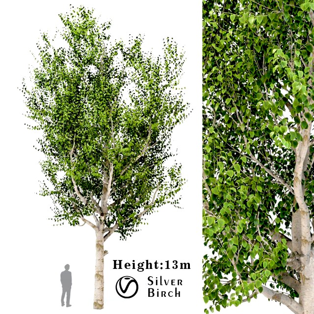 silver birch tree - betula pendula