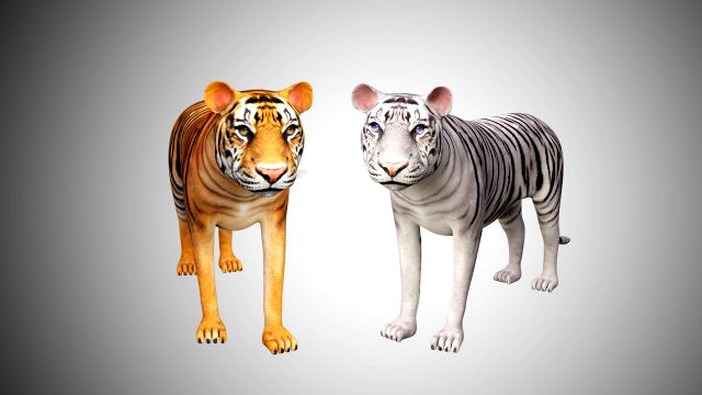 3d realistic high detailed rigged low poly bengal and sumatran white and orange tiger