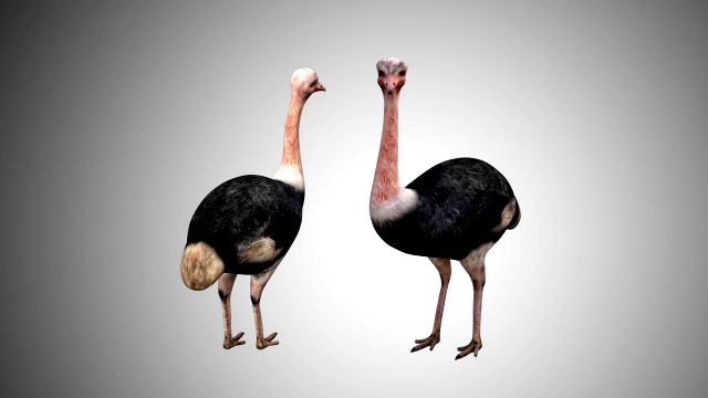 realistic rigged low poly ostrich