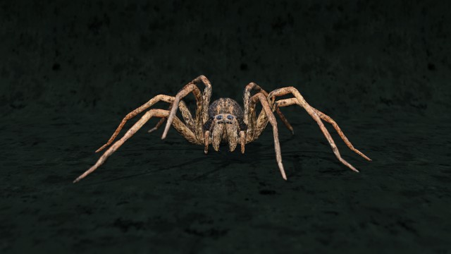 realistic wolf spider rigged in 3d blender model low-poly