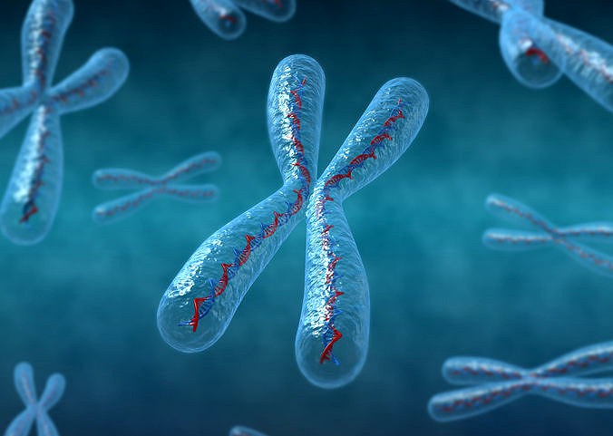 3D Chromosomes model