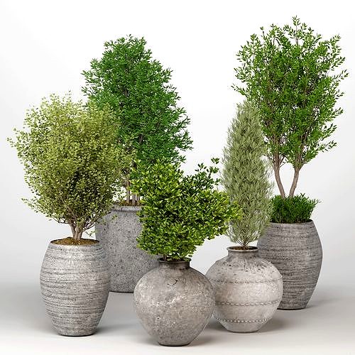 Indoor Plants set 13