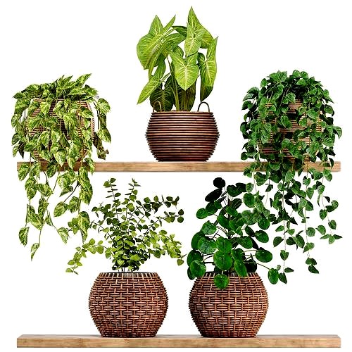 Indoor plants set 09 - plants on shelf