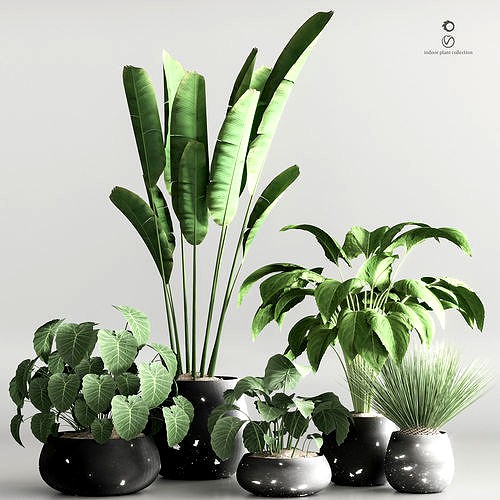 indoor plant collection set vol 66