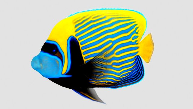 emperor angel fish ar-vr