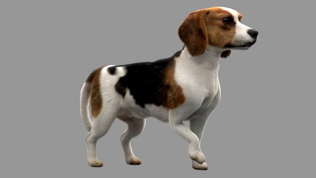 beagle fur animated rigged