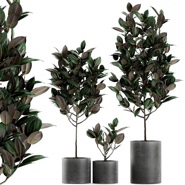 ficus tree in pots for the interior 608