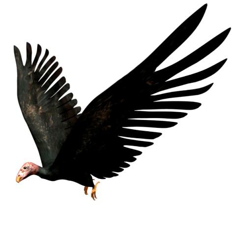 game ready rigged vulture condor
