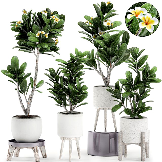 decorative plumeria trees for the interior in white pots 558