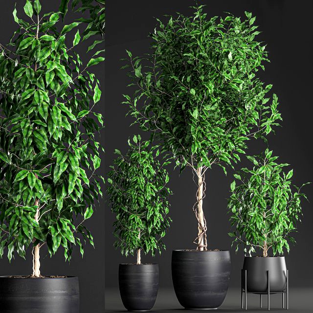 ficus benjamina trees in a flowerpot for interior design 553