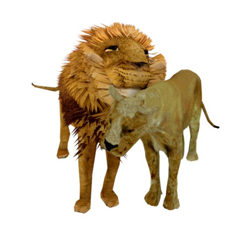 rigged lion lioness family low poly couples male lion female lion