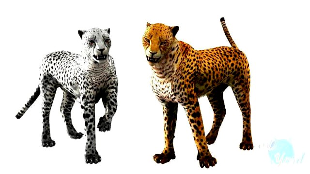 rigged low poly leopard cheetah snow leopard white leopard animal