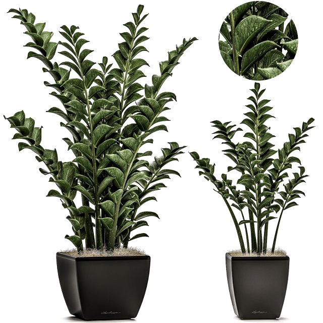 zamioculcas in pots on a stand for the interior 527