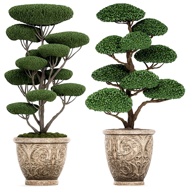 ornamental topiar tree in classic flowerpots for parks and garden 500