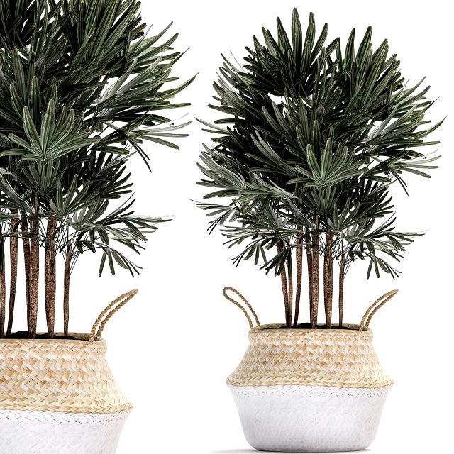 decorative palm tree in rattan basket for interior 484