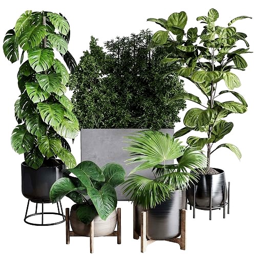 indoor plant ficus lyrata monstera palm in a wooden