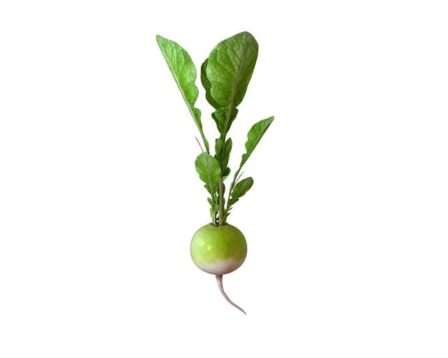 radish green