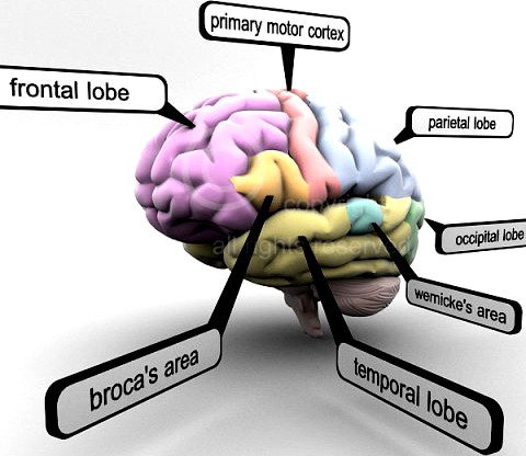 3D Models Educational Brain with Lobes Regions Parts Names Render Ready 3D Model