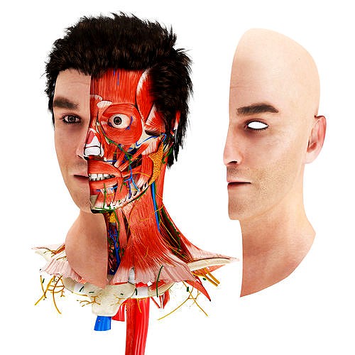 Complete human head anatomy