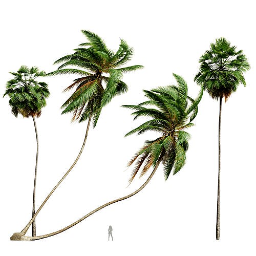 Cocos Nucifera Windy and Borassus Flabellifer 4 trees