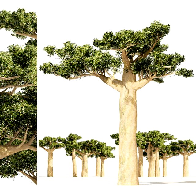 Madagascar Baobab Trees Set