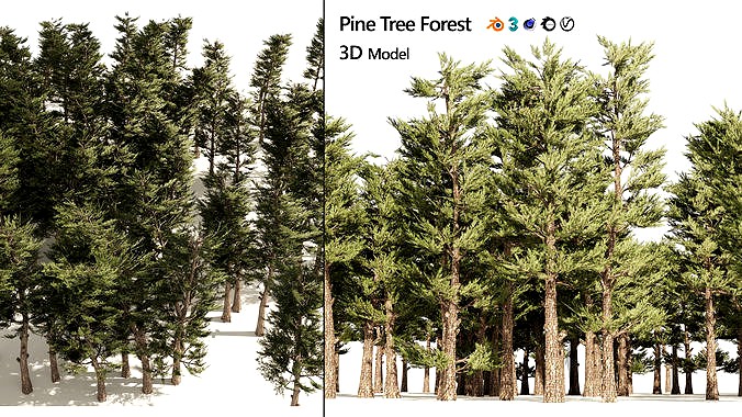 Pine forest trees