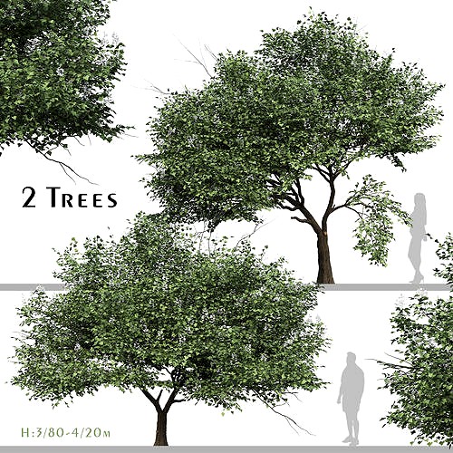 Set of Catalpa Ovata or Chinese Catalpa Tree - 2 Trees