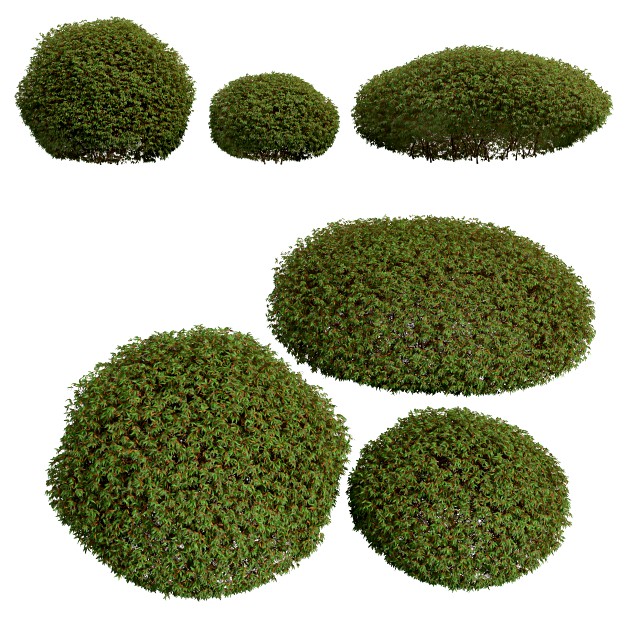 New Plant High detail Pyrrosia Lingua Hedge Sphere