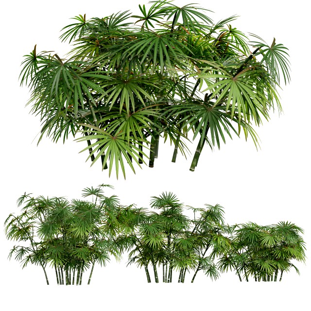 New Plant High detail Rhapis Excelsa Small