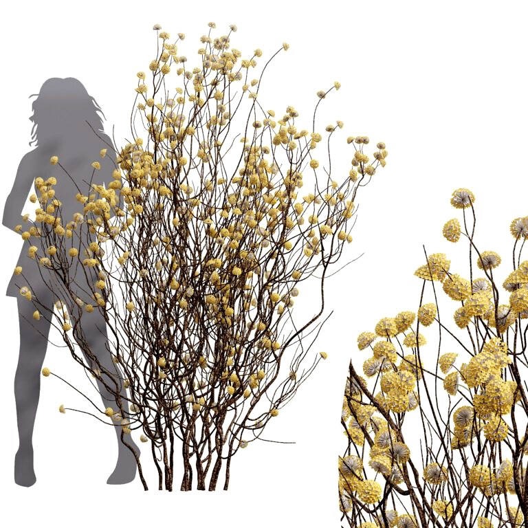 Edgeworthia Chrysantha Paperbush Tall (334612)