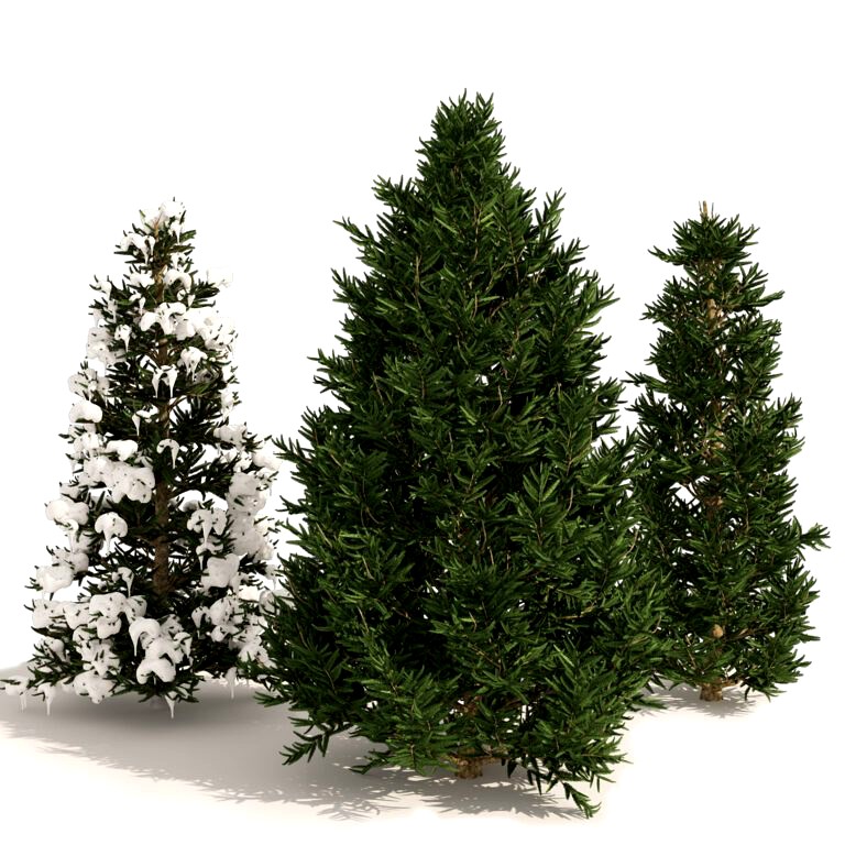 3 summer and winter Fraser Fir Christmas Trees (334363)