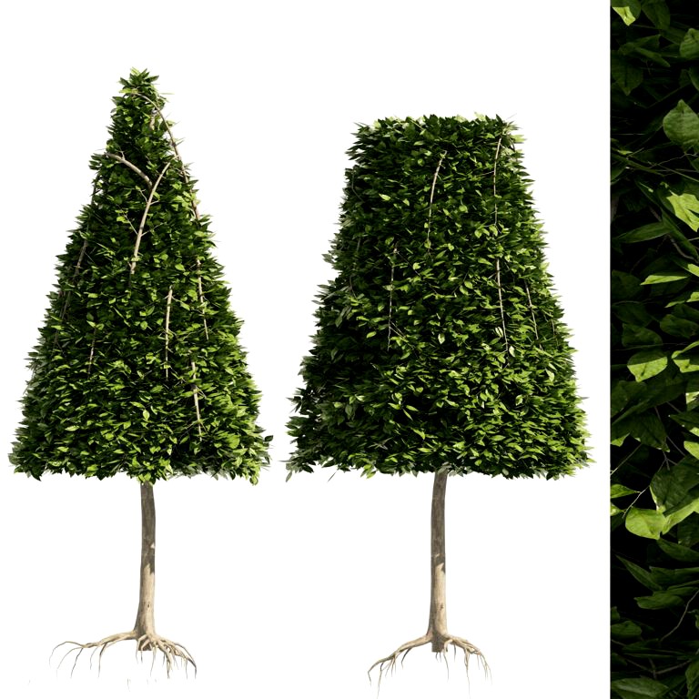 2 Cone topiary tree shape black gum tree (329655)