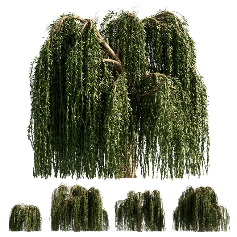 4 Weeping Willow Salix babylonica Trees (326431)
