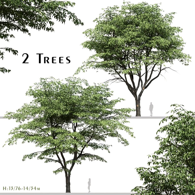 Set of Pterocarya stenoptera Trees (Chinese wingnut) (2 Trees) (318668)