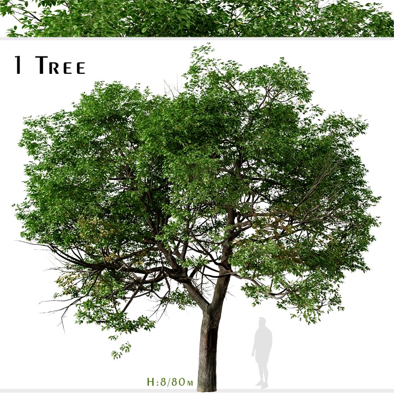 Quercus suber Tree ( Cork oak )  (317016)