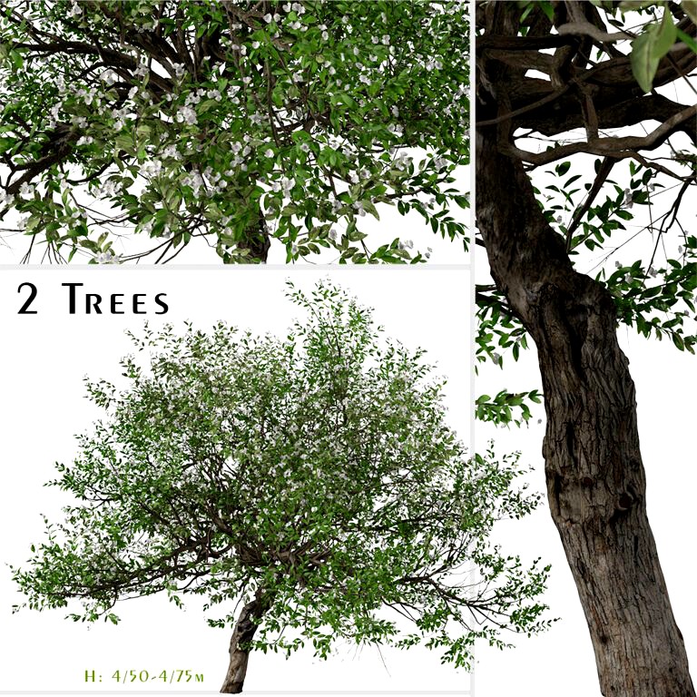 Set of Evergreen pear Tree (Pyrus kawakamii) (2 Trees) (206900)