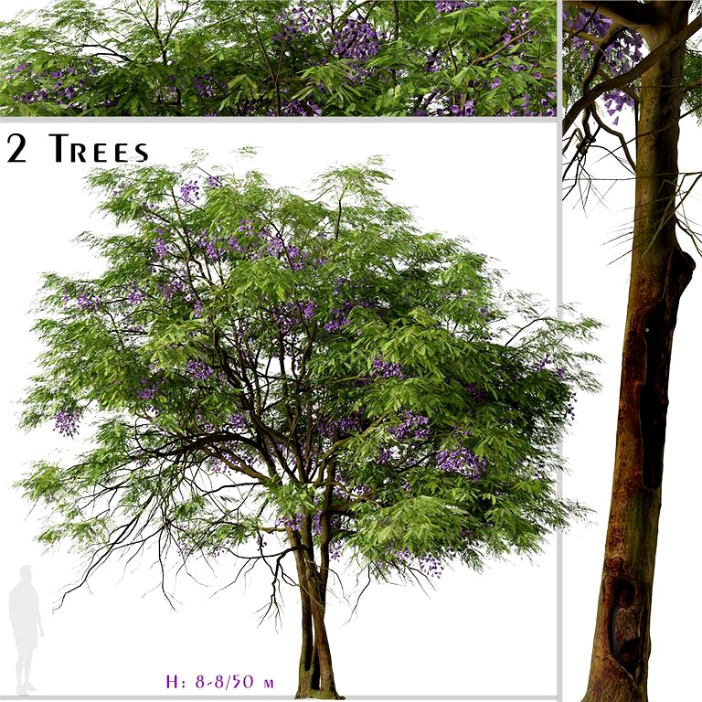 Set of Jacaranda mimosifolia Tree (Blue Jacaranda) (2 Trees) (194255)