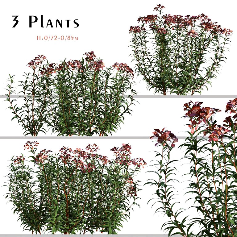 Set of Euphorbia Griffithii plant ( Fireglow ) ( 3 Plants ) (181827)