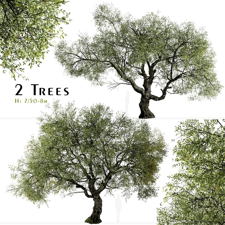 Set of Canyon live oak Tree (Quercus chrysolepis) (2 Trees) (161306)
