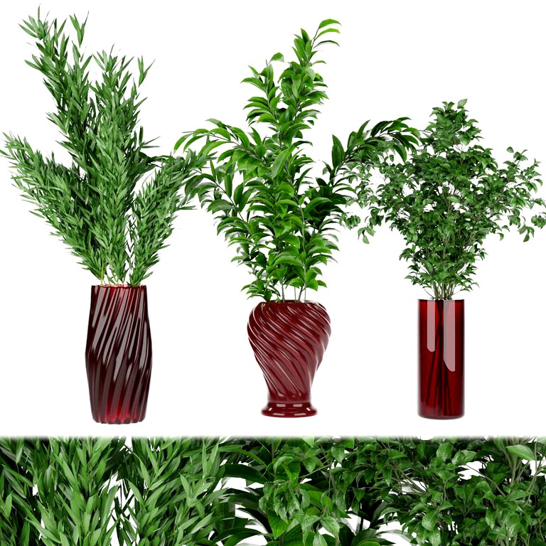 Collection Plants 65 (134595)