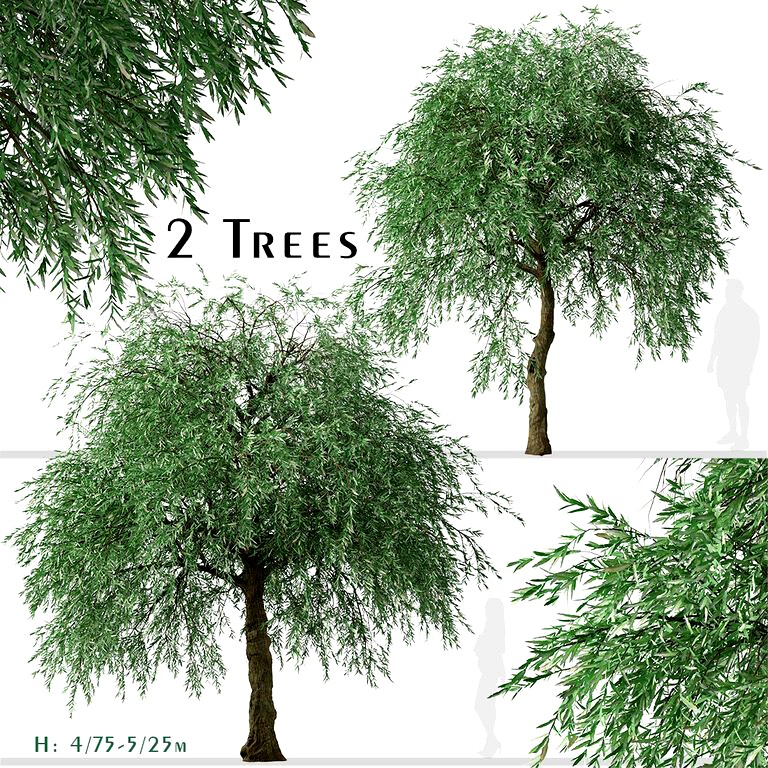 Set of Pyrus salicifolia Trees (Weeping Silver Leaved Pear) (2 Trees) (134024)