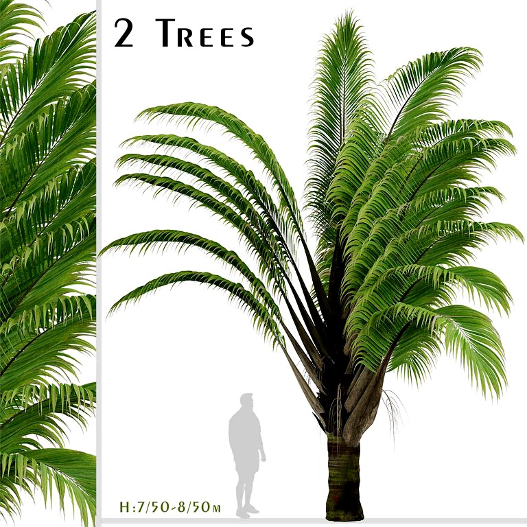 Set of Dypsis decaryi palm Trees (Triangle Palm) (2 Trees) (122501)