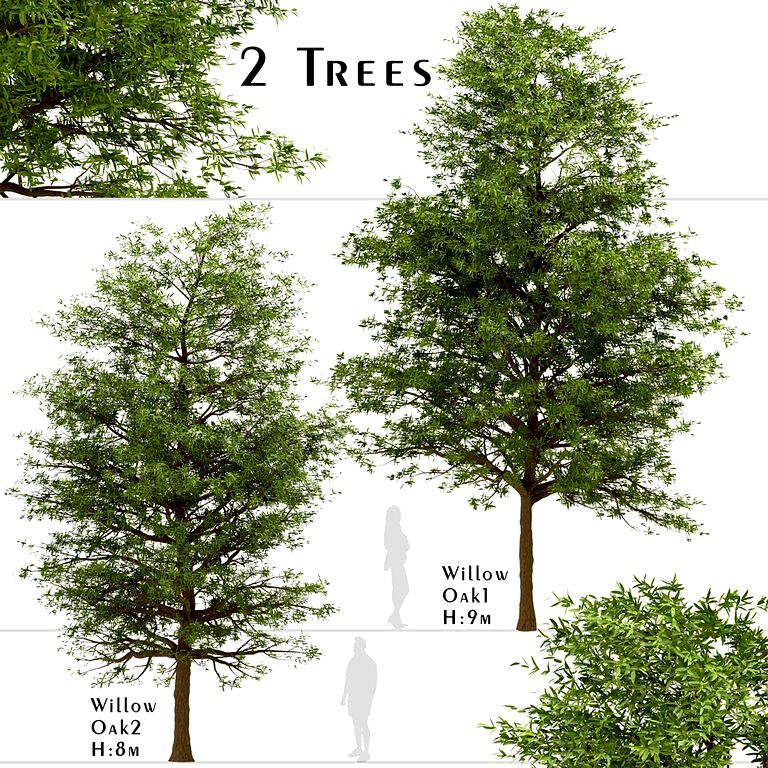 Set of Willow Oak Trees (Quercus phellos) (2 Trees) (119415)